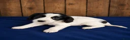 Cocker Spaniel dogs for sale: Gorgeous Merle cockers  - Advert 3
