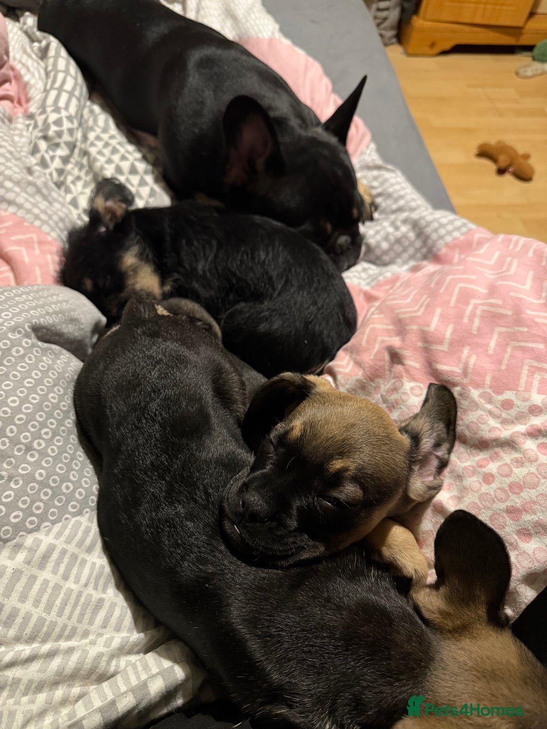 Mixed Breed dogs for sale: french bull dog x carin terrier girls x - Image 8