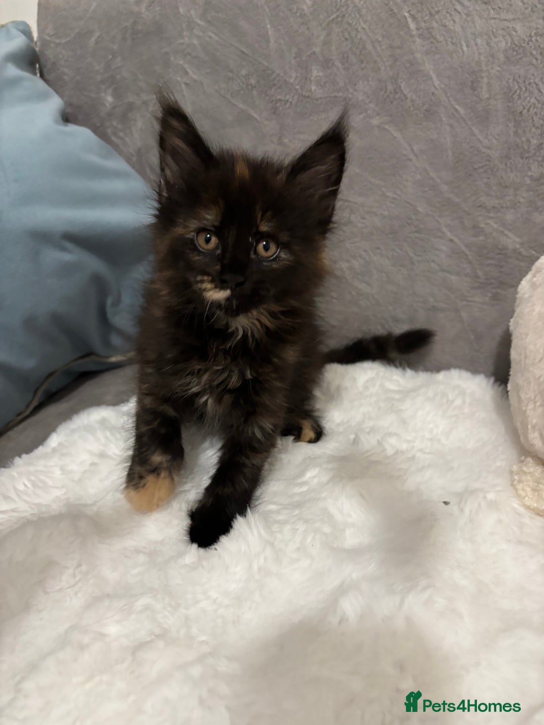 Maine Coon cats for sale: Perigee Maine Coon Kittens  - Advert 3