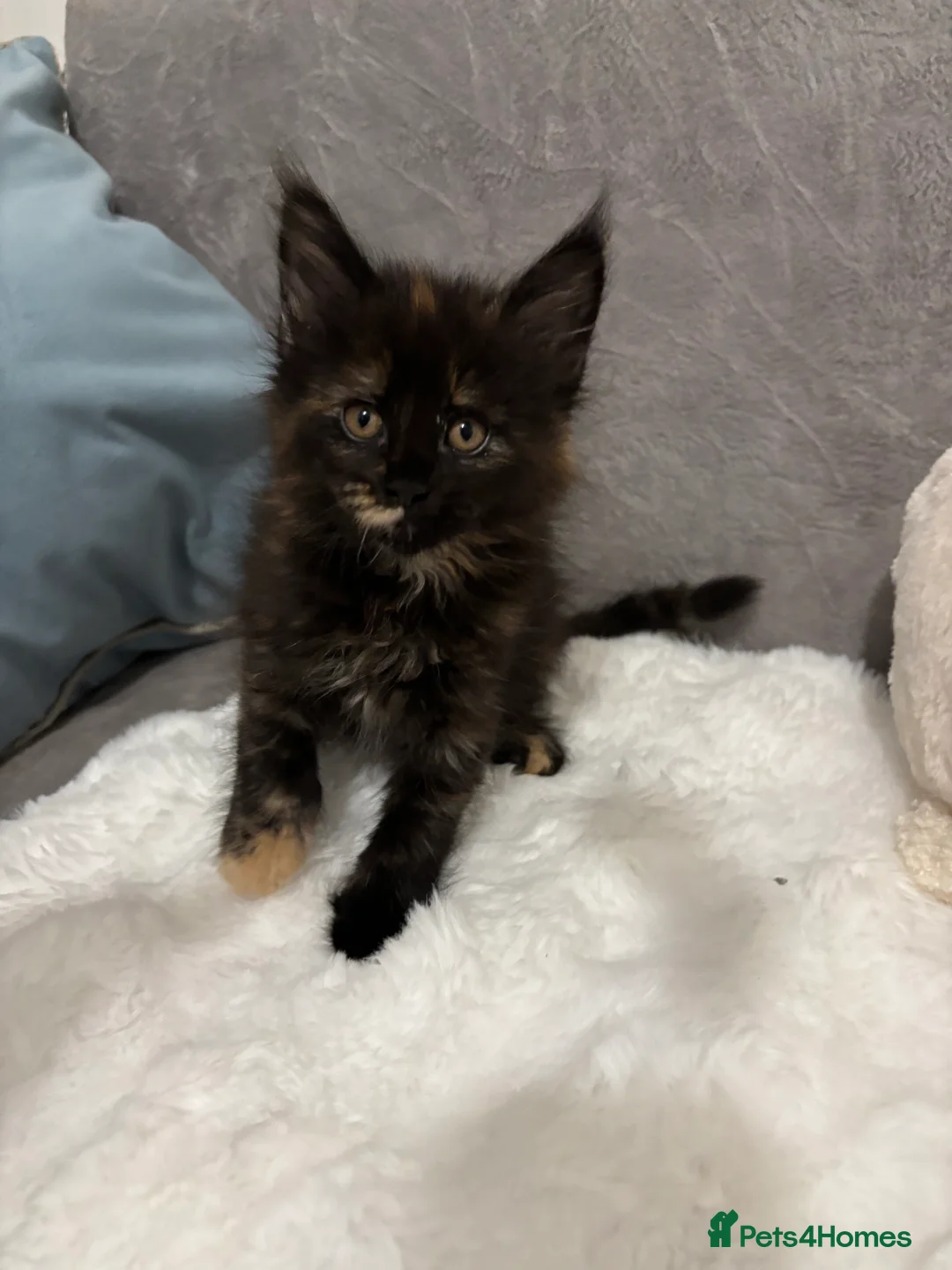 Maine Coon cats for sale: LAST ONE Perigee Maine Coon Kittens  - Advert 3