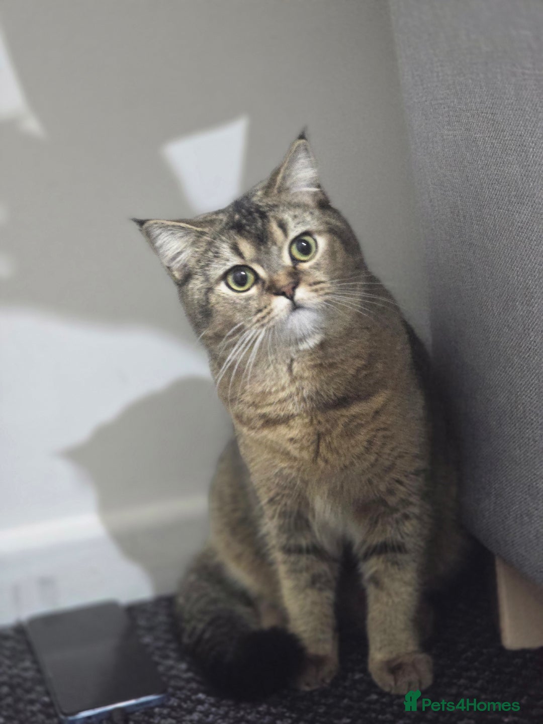 British Longhair cats for sale: Pashmak - Advert 2