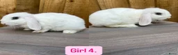 Mini Lop rabbits for sale: Litter of baby mini lops - Advert 4