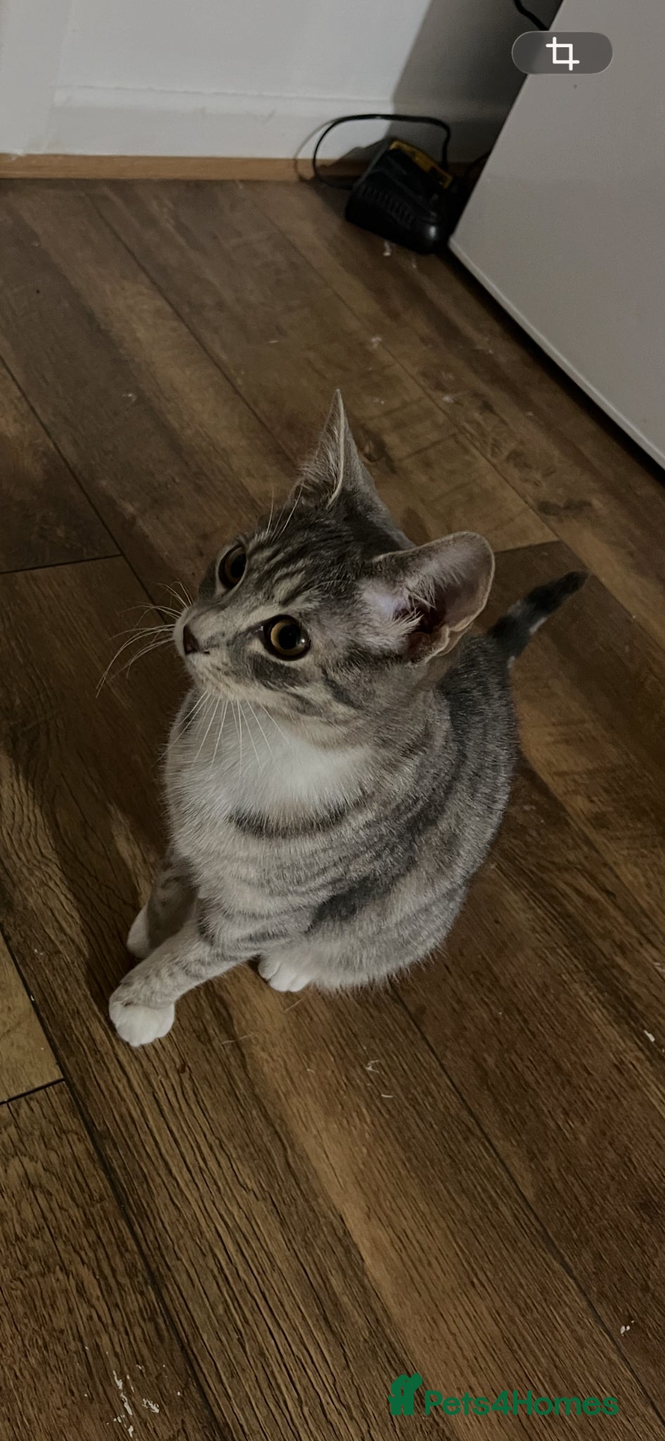 Mixed Breed cats Female cat for sale 1 year old in August  - Advert 1
