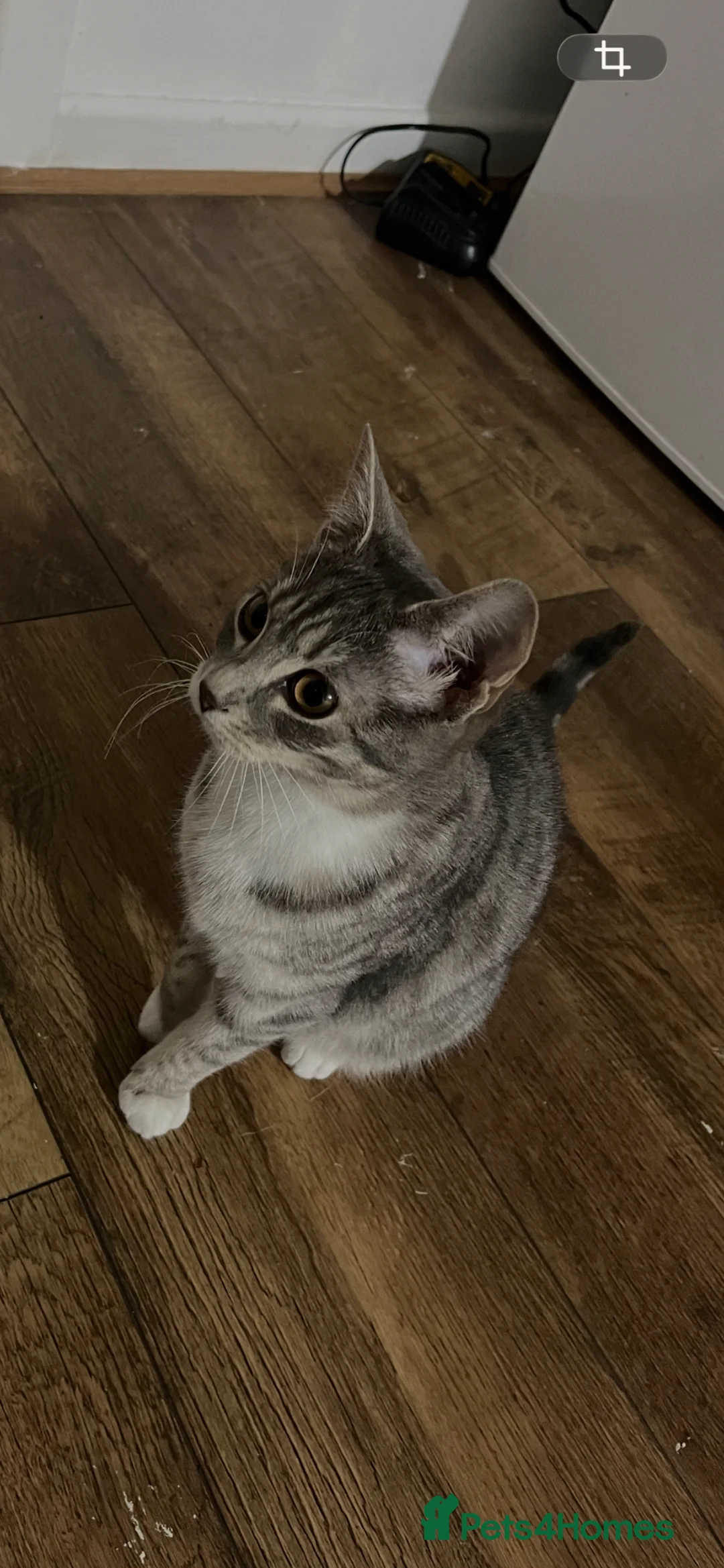 Mixed Breed cats for sale: Female cat for sale 1 year old in August  - Advert 1