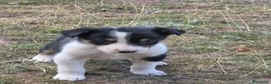 Border Collie 4
