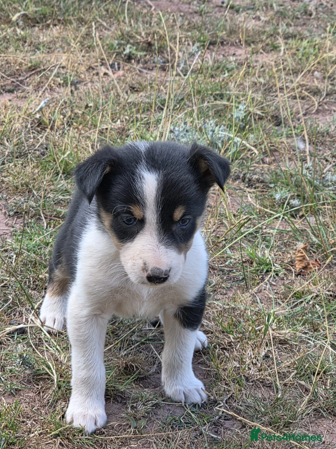 Border Collie dogs for sale: Beautiful border collie pups for sale!  in Abergavenny - Advert 2
