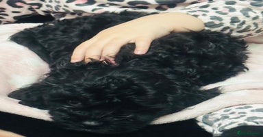 Cavapoo dogs Extensively health tested F1 cavapoo babies  - Advert 13