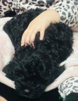 Cavapoo dogs Extensively health tested F1 cavapoo babies - Advert 4