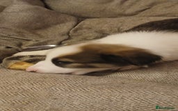 Border Collie dogs for sale: My babies  - Image 19