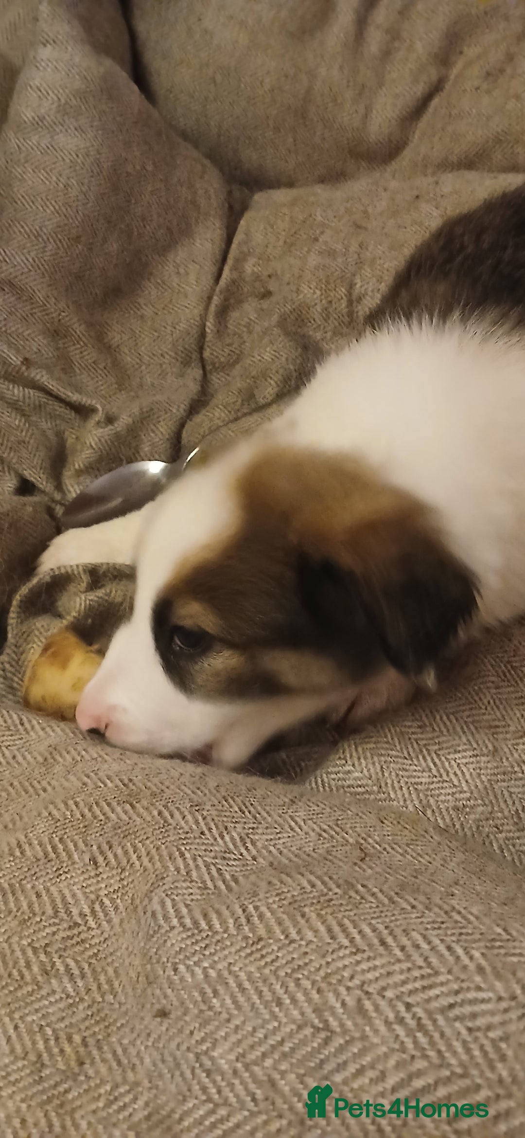 Border Collie dogs for sale: My babies  - Image 19
