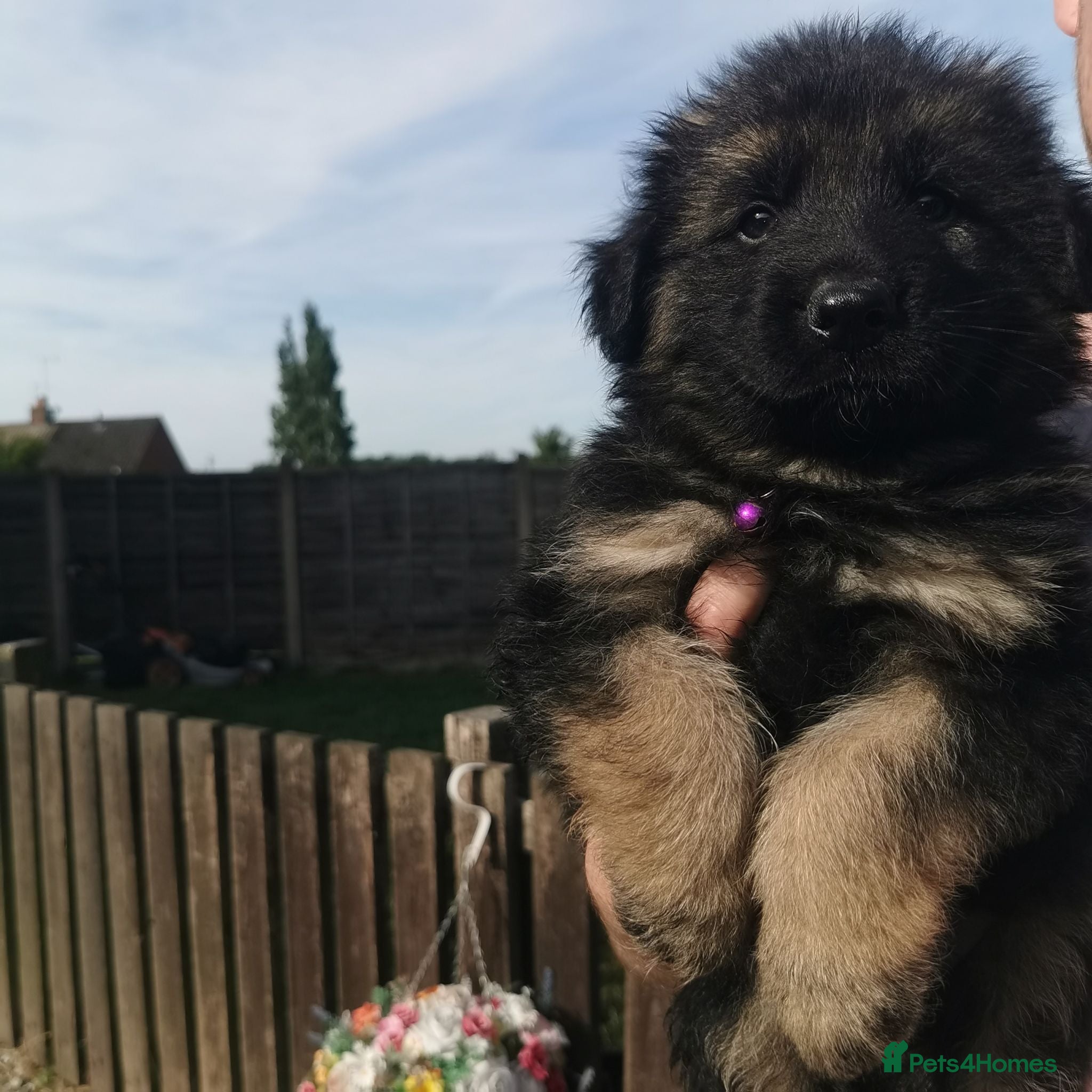 German Shepherd dogs German shepherd puppies - Advert 4