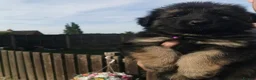 German Shepherd dogs for sale: German shepherd puppies - Advert 5