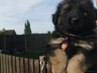 German Shepherd dogs German shepherd puppies - Advert 1