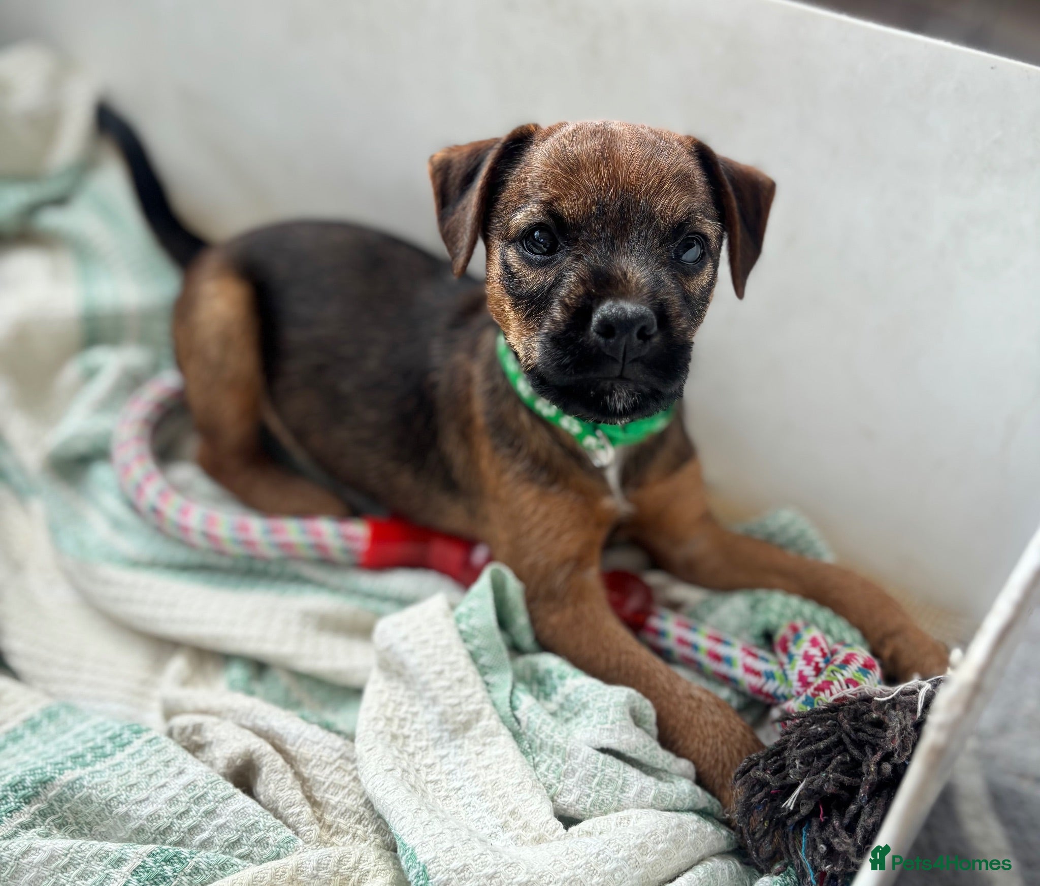 Mixed Breed dogs Beautiful BorderJack Puppies - Advert 1