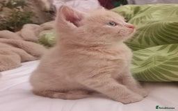 Maine Coon cats for sale: Maine Coone X ginger kittens v friendly & loving - Image 11