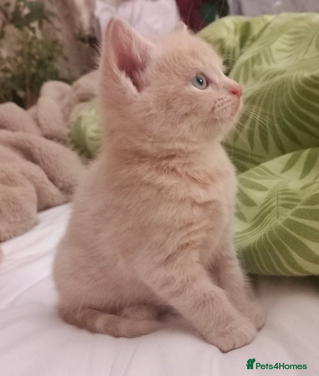 Maine Coon cats for sale: Maine Coone X ginger kittens v friendly & loving - Image 11