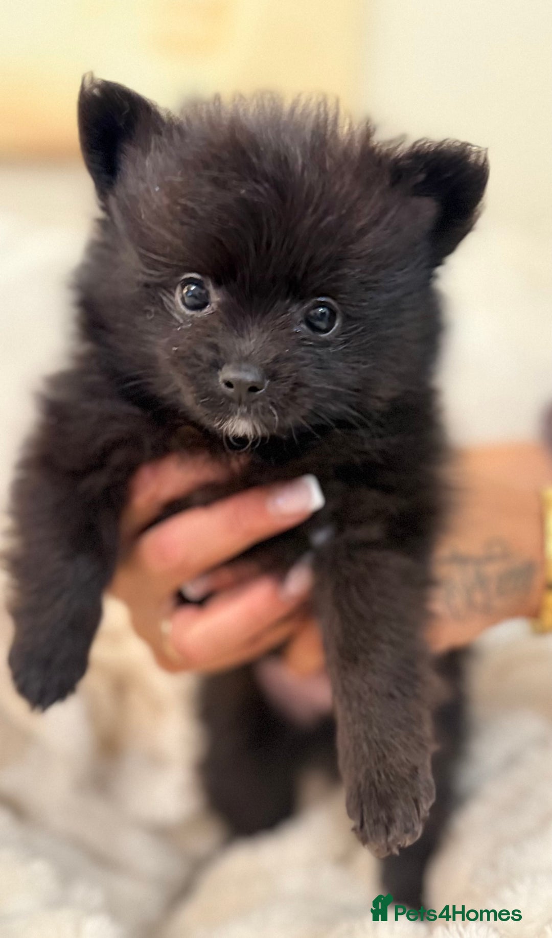 Pomeranian dogs for sale: 🐾 KC Registered Pomeranian Puppies 🐾 - Image 16