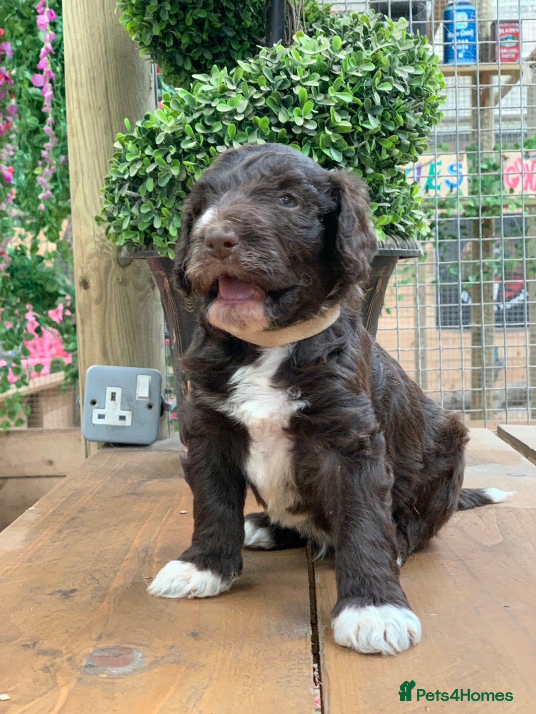 Bernedoodle dogs for sale: Midi Medium Bernedoodle Puppies  - Image 15