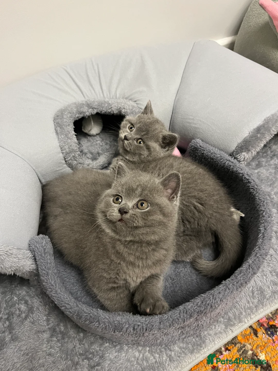 British Shorthair cats for sale: British Shorthair Kittens Available - Advert 17