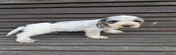 Cockapoo dogs for sale: Gorgeous cockapoos  *2 boys available* - Advert 11