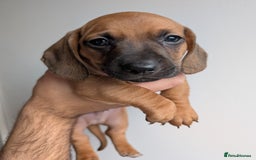 Dachshund dogs for sale: 5 week Old Dachshunds - Image 12