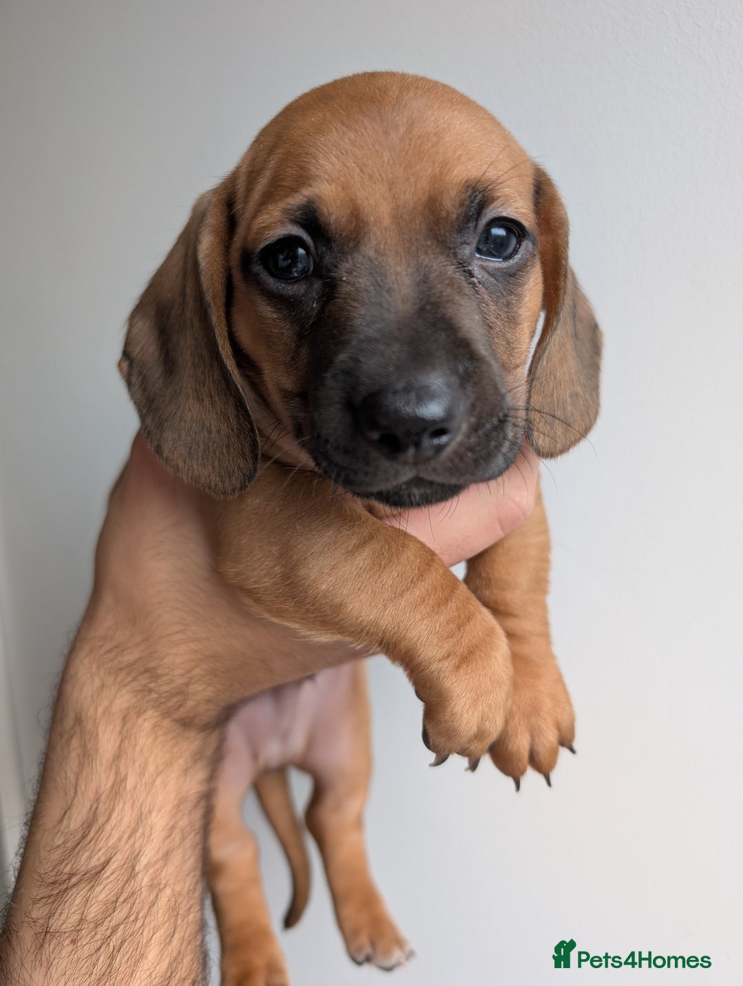 Dachshund dogs for sale: 5 week Old Dachshunds - Image 12