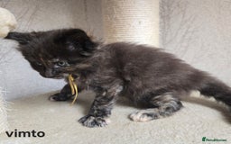 Maine Coon cats for sale: Maine Coon Kittens Tortie/Torbie Russian lines - Image 33