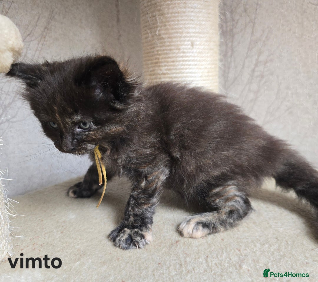 Maine Coon cats for sale: Maine Coon Kittens Tortie/Torbie Russian lines - Image 33