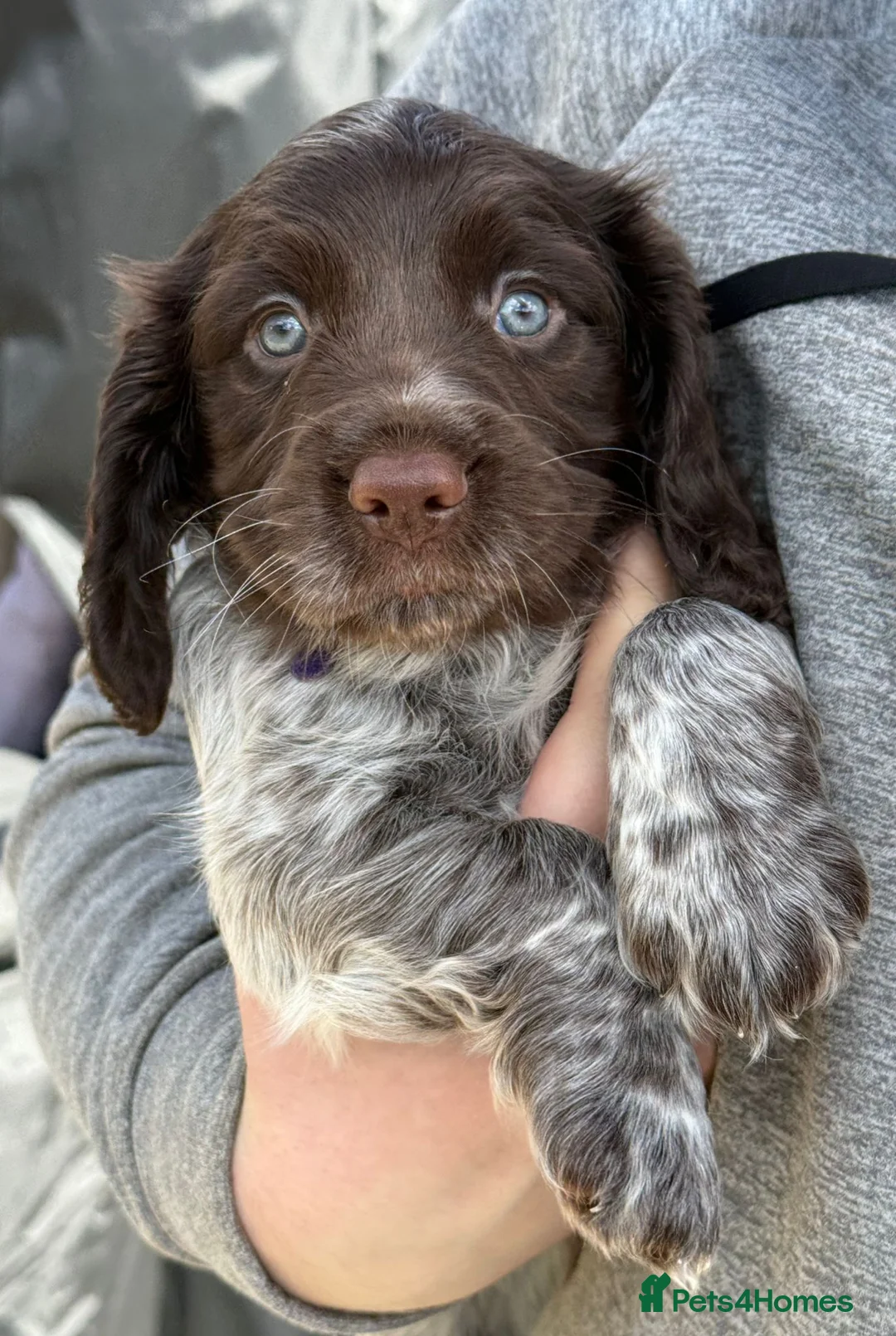 Cocker Spaniel dogs for sale: Working Cocker Spaniels Chocolate in Watford - Advert 2