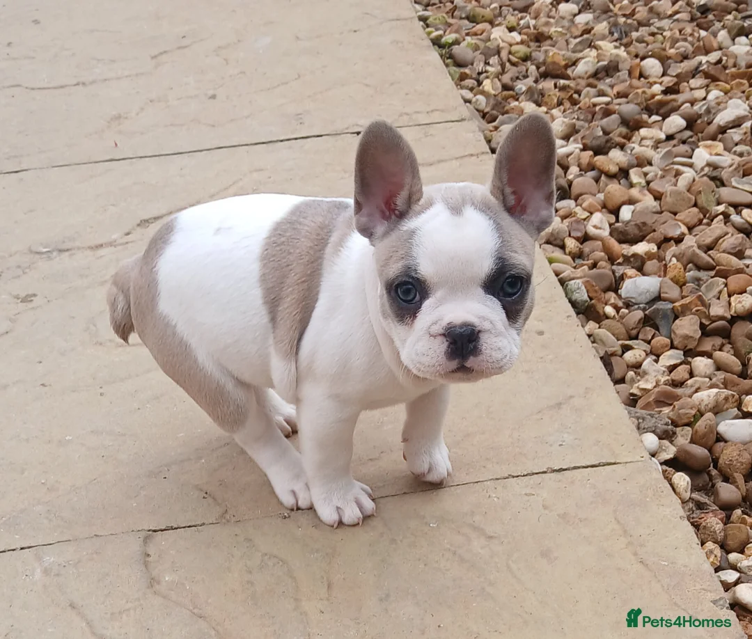 French Bulldog dogs for sale: 5 Beautiful French Bulldog looking for a new home in Wellingborough - Advert 13