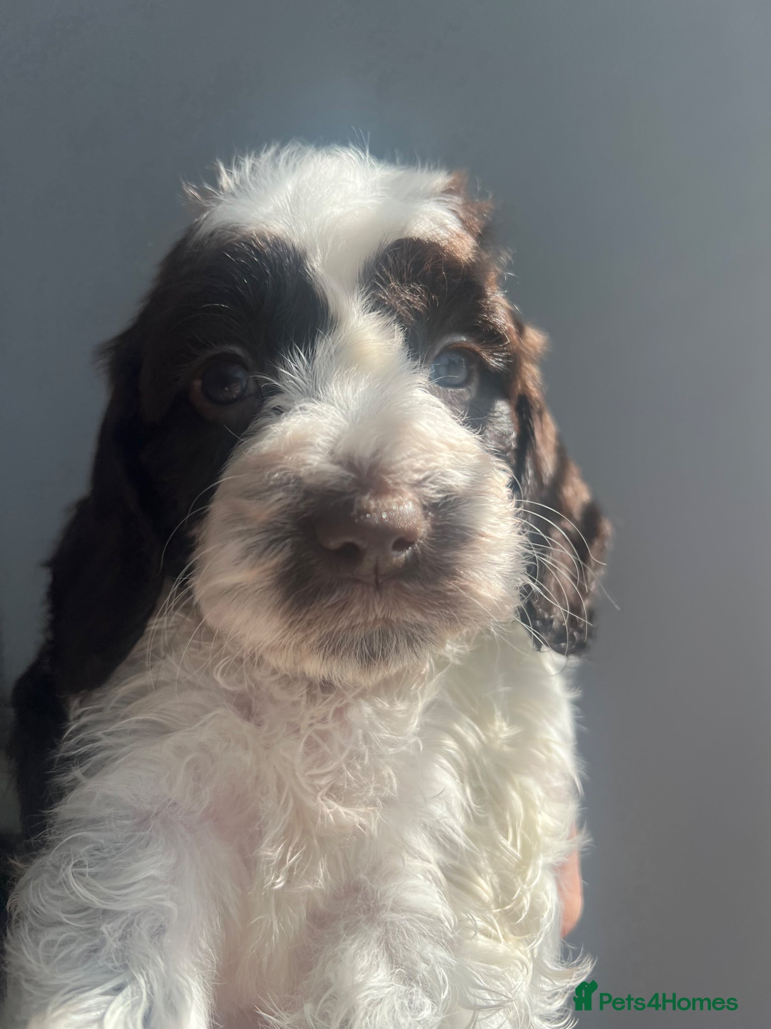 Sproodle dogs 🐶💕Adorable Sprockerpoo Puppies🐶💕 - Advert 1