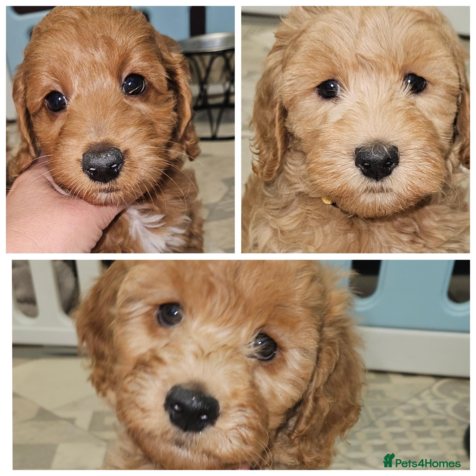 Cockapoo dogs Ready for loving homes licensed, cockapoo girls  - Advert 1