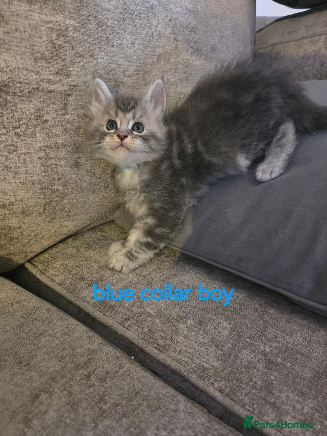 Maine Coon cats for sale: Pure maine coons kittens 2bs 3gs ready 14/2/26 - Advert 16
