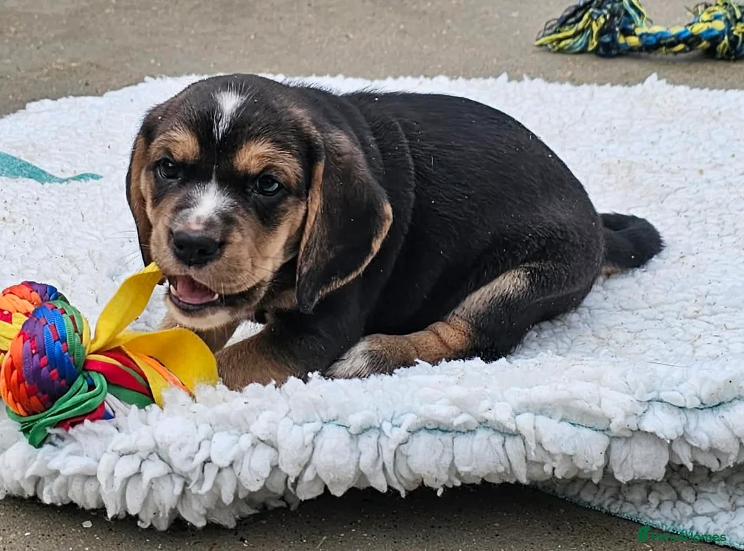 Bocker dogs for sale: Beautiful Bocker Bitch Puppies - Ready 25.02.26 - Advert 25