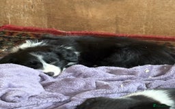 Border Collie dogs for sale: 5 border collie pups for sale from working parents - Image 4