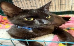 Domestic Shorthair cats for sale: Black kittens - Image 6