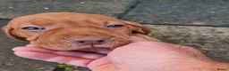 Hungarian Vizsla dogs for sale: READY TO LEAVE ,. 4 Beautiful girls left. - Advert 8