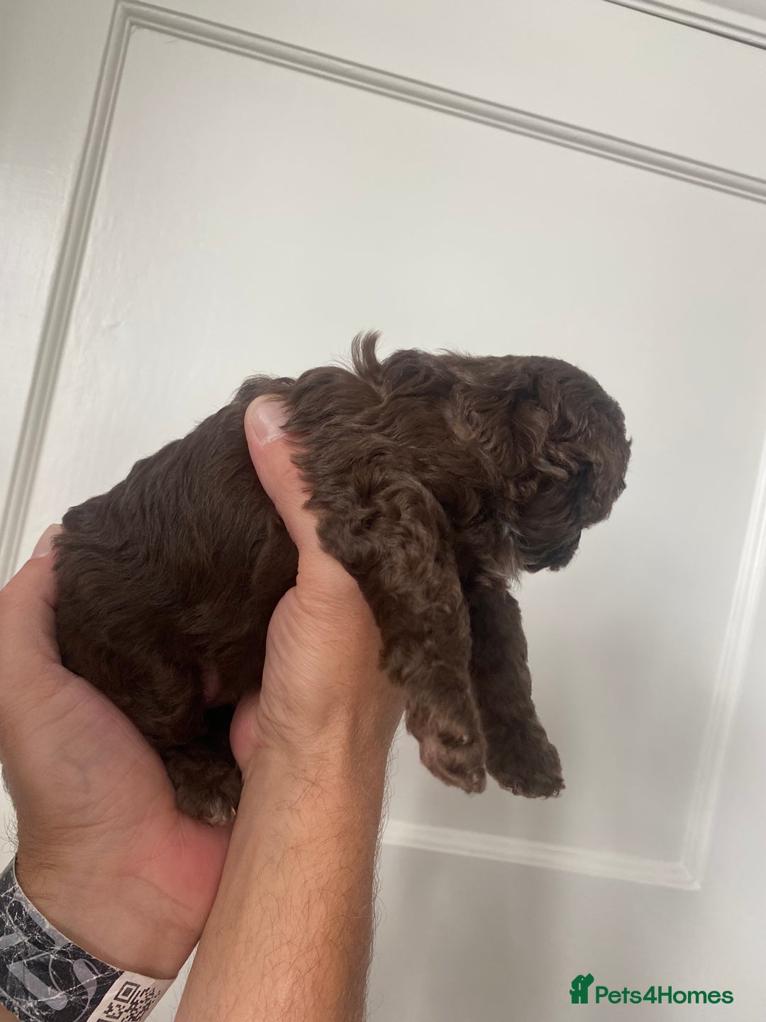 Cavapoo dogs for sale: Beautiful F1b Cavapoo girl  - Image 9
