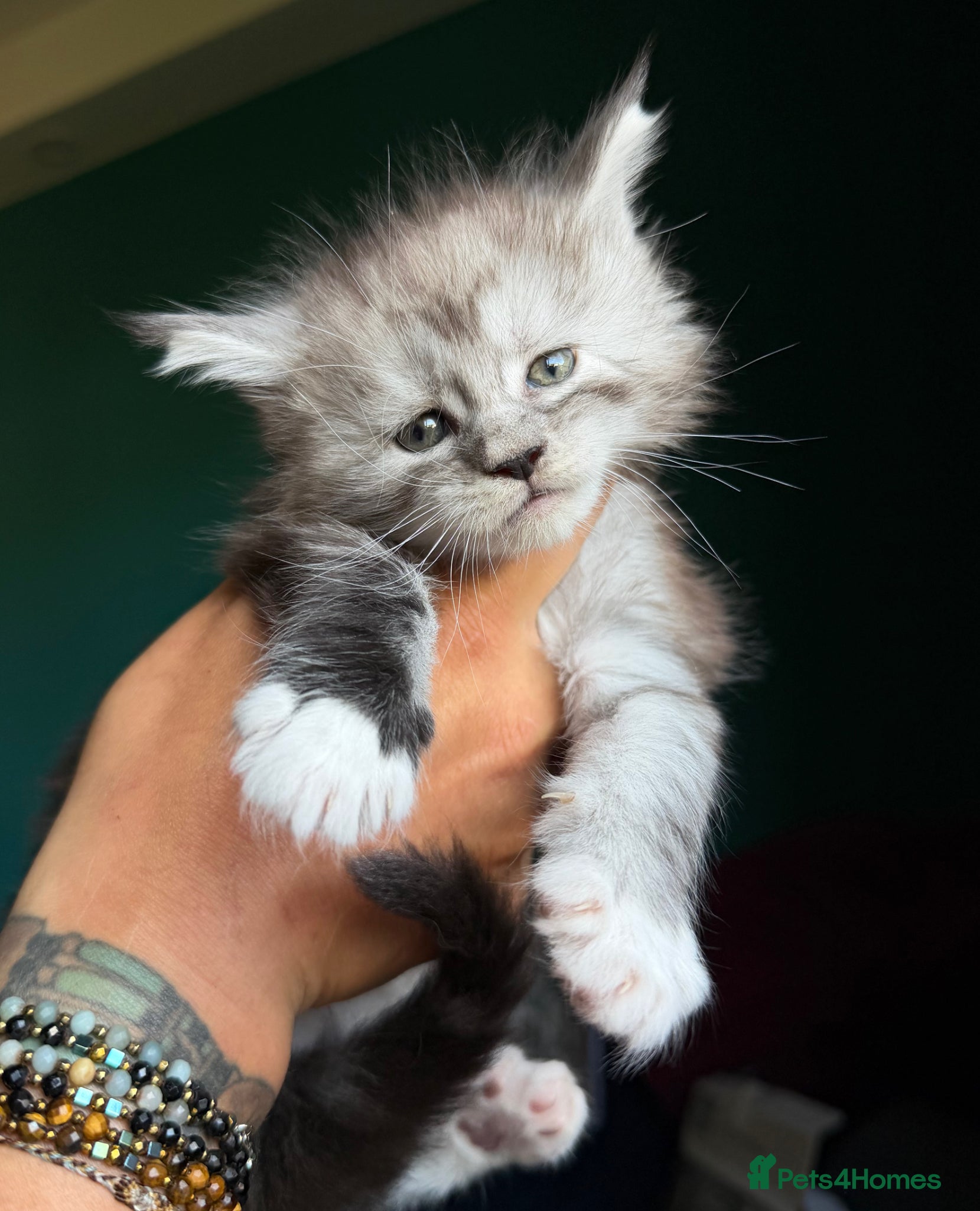Maine Coon cats Maine Coons with Tests, Papers, Vet Checks & Vacc. - Advert 4