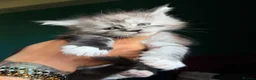 Maine Coon cats for sale: Maine Coons with Tests, Papers, Vet Checks & Vacc. - Advert 1