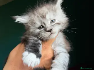Maine Coon cats Maine Coons with Tests, Papers, Vet Checks & Vacc. - Advert 4