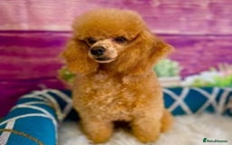 Toy Poodle dogs for stud: stunning toy poodle boys ready for studs in Doncaster - Image 3