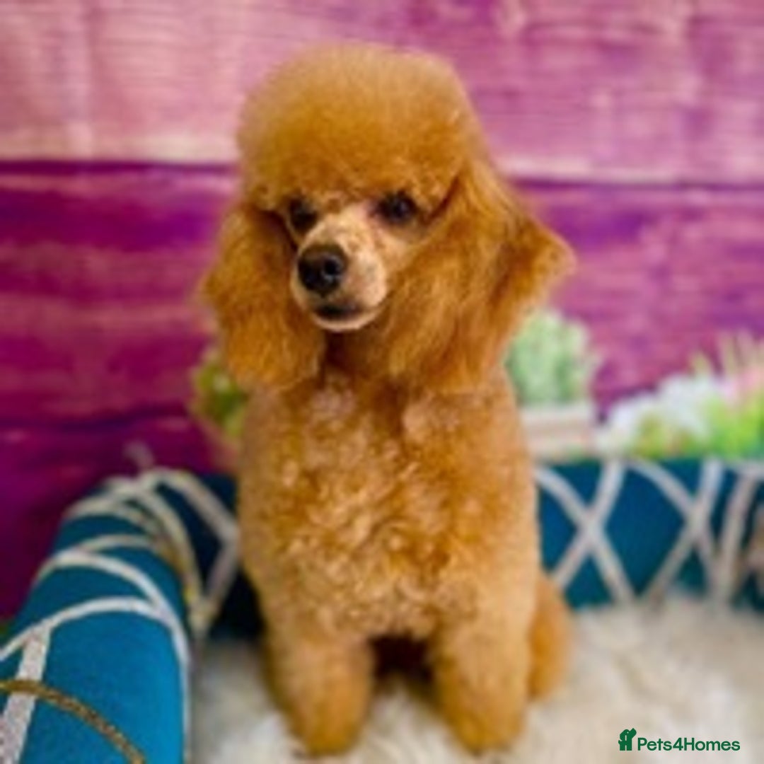 Toy Poodle dogs for stud: stunning toy poodle boys ready for studs in Doncaster - Image 3