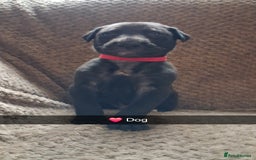 Mixed Breed dogs for sale: 5 lovely Lurchers  - Image 12