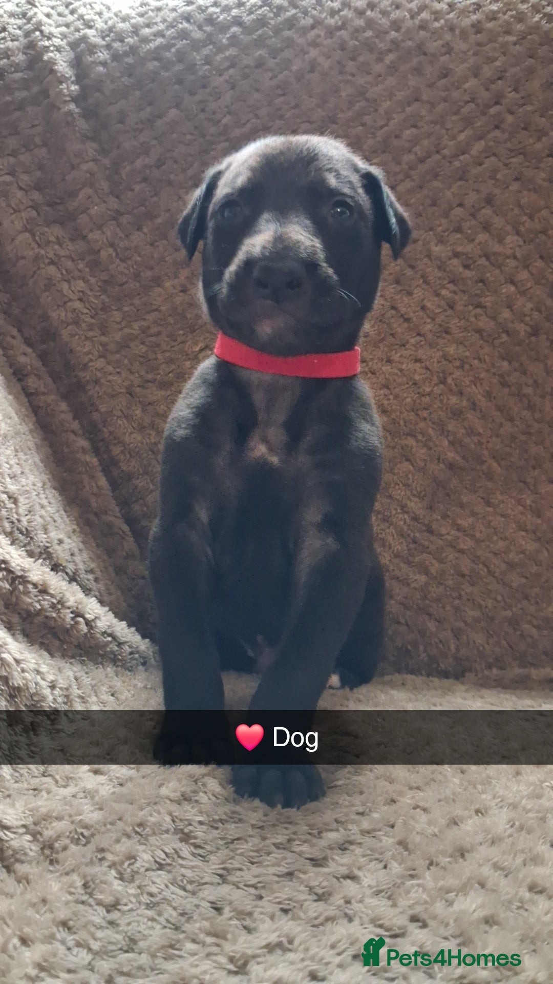 Mixed Breed dogs for sale: 5 lovely Lurchers  - Image 12