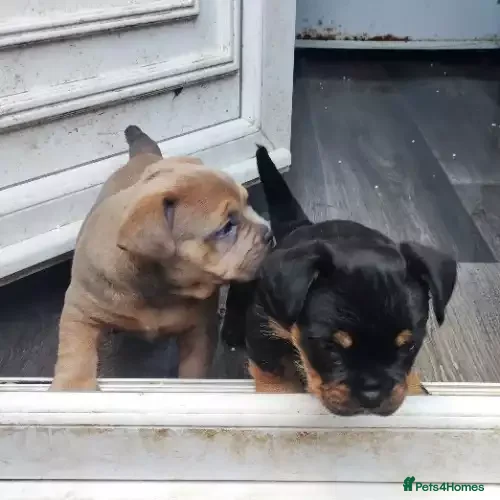 Mixed Breed dogs Micro/Pocket American, French Bullies (Exotic)  - Advert 2