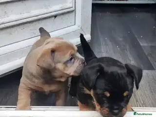 Mixed Breed dogs Micro/Pocket American, French Bullies (Exotic) - Advert 9