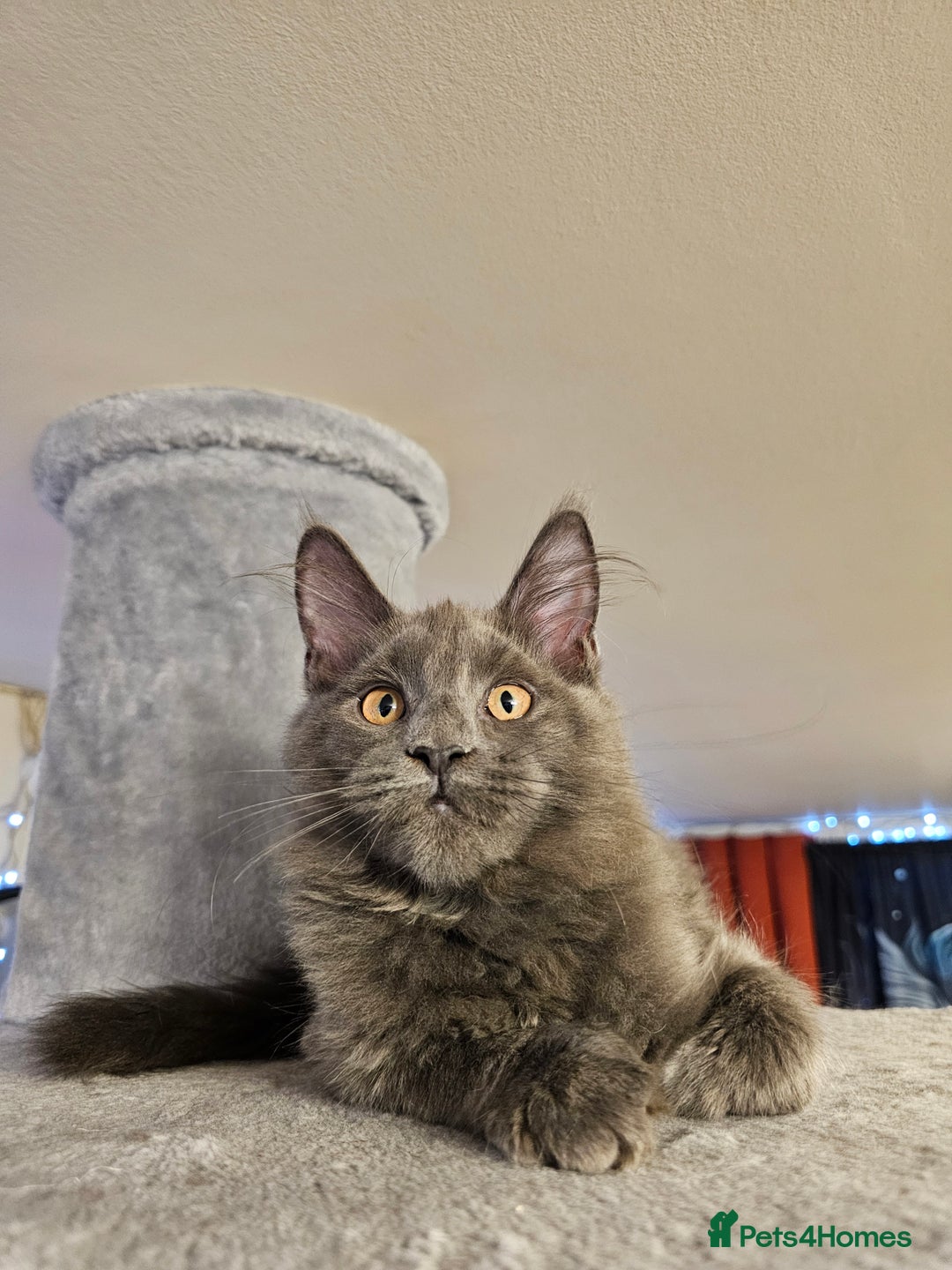 Maine Coon cats for sale: 🔥*STUNNING Litter of 6 Solid*💎*Blue Maine Coon💎 - Advert 18