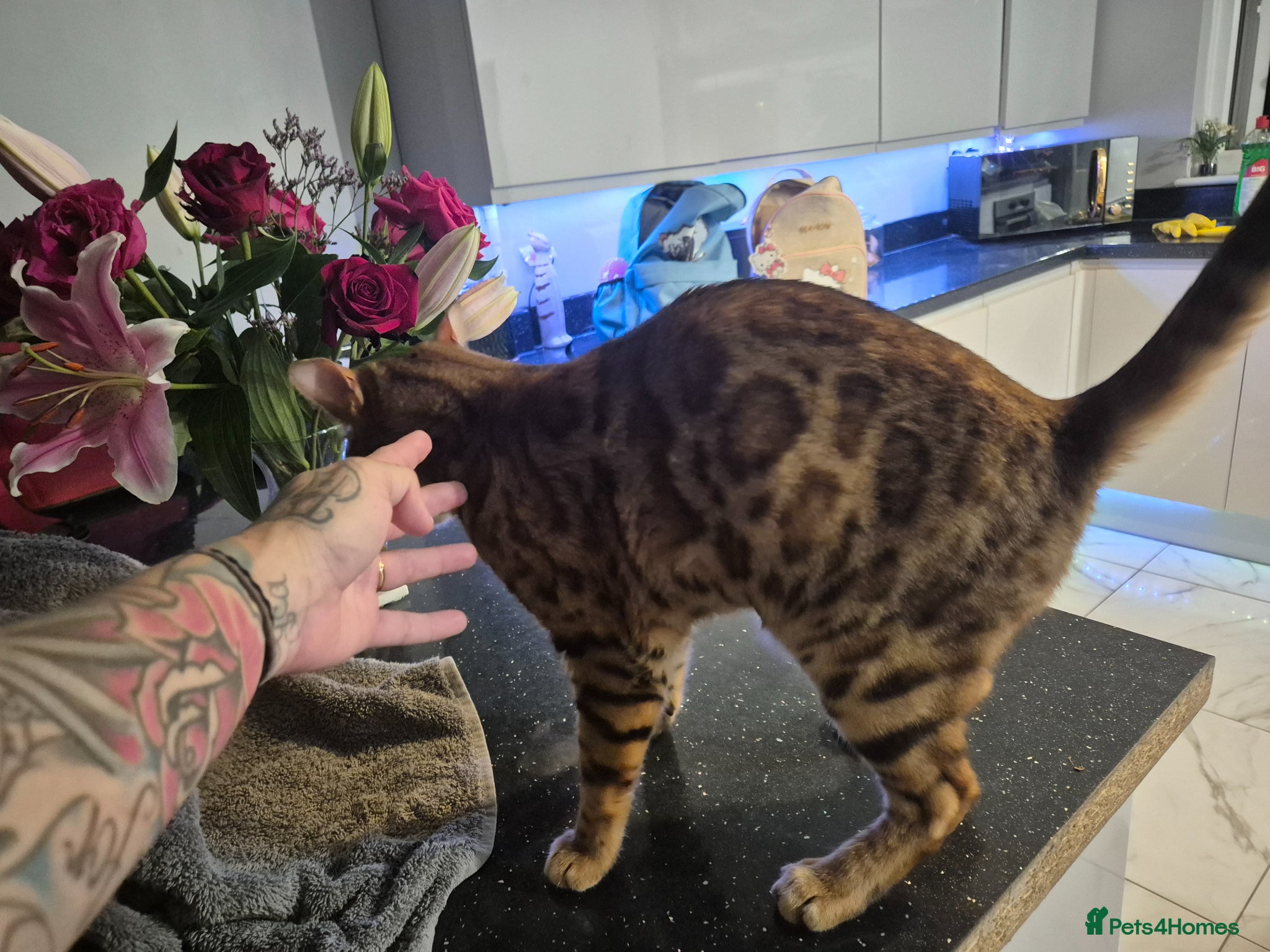 Bengal cats 2 year old neutered bengal - Advert 4