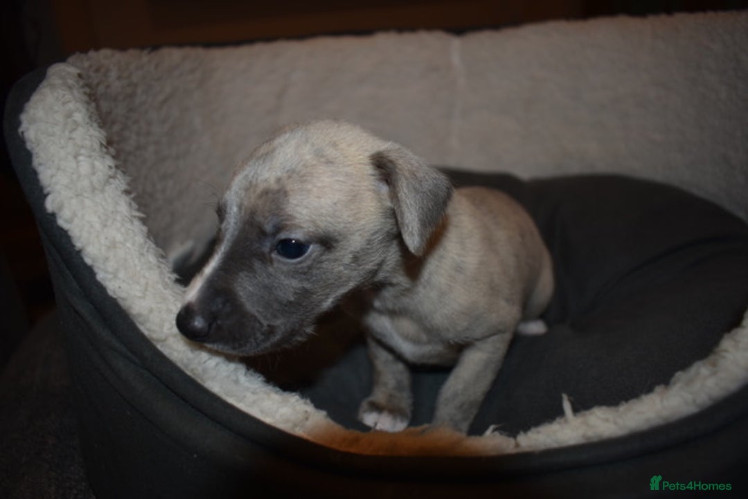 Whippet dogs for sale: Beautiful Pedigree Whippet Puppies - Advert 5